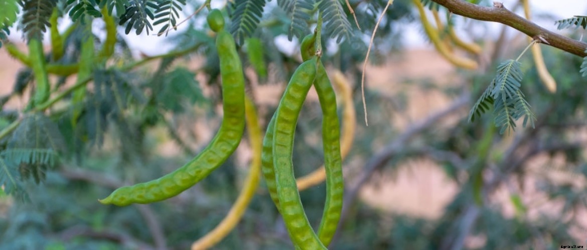 An Intro to Khejri tree : Prosopis cineraria