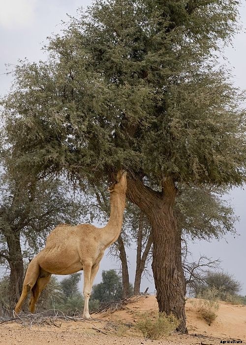 An Intro to Khejri tree : Prosopis cineraria