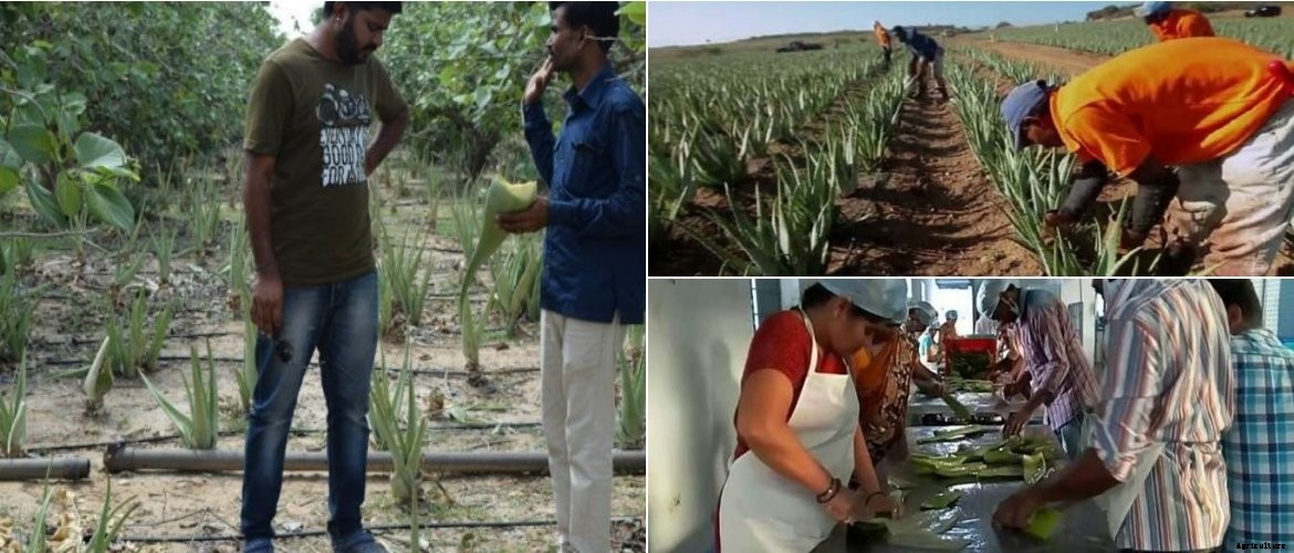 Guide to Aloe vera farming and subsidy