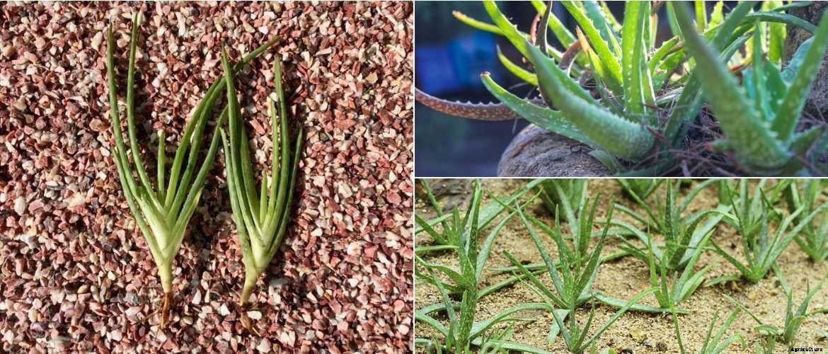 Guide to Aloe vera farming and subsidy
