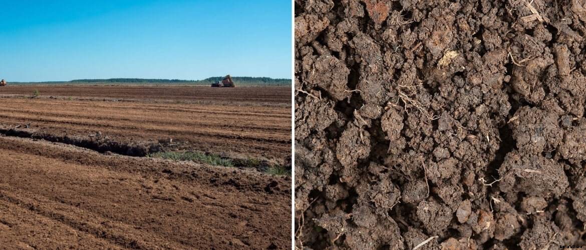 8 types of soils of India and soil distribution in India