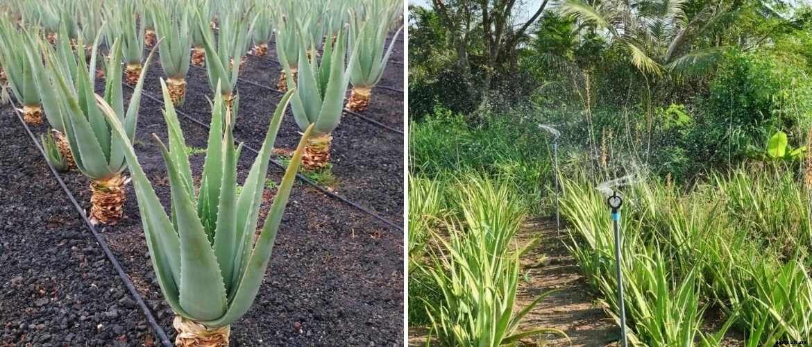 Guide to Aloe vera farming and subsidy