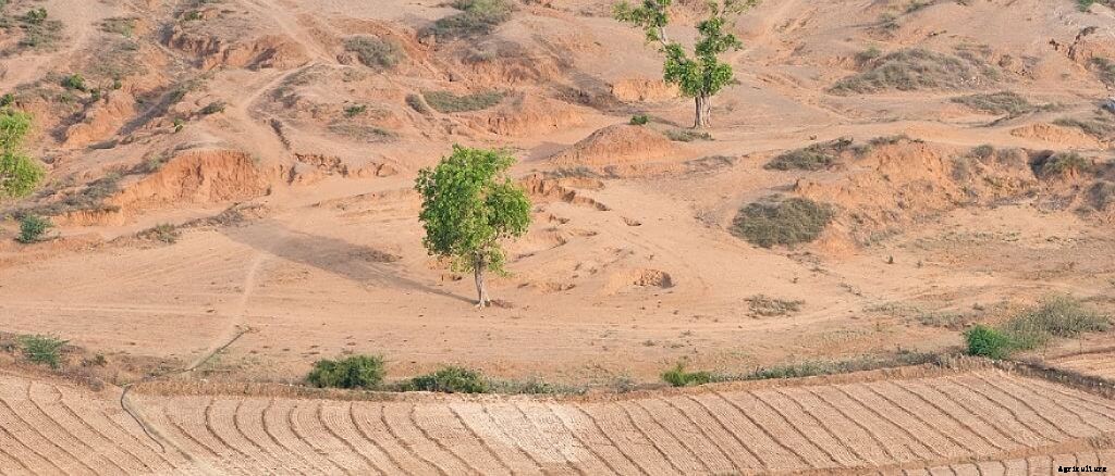 8 types of soils of India and soil distribution in India