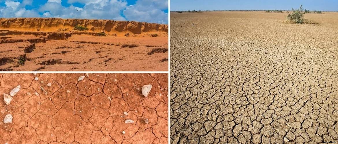 8 types of soils of India and soil distribution in India