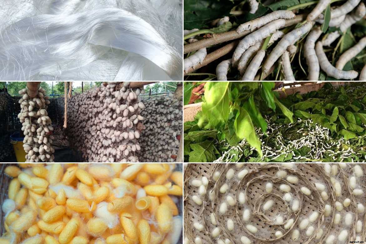 Best Agricultural Business and Agribusiness Ideas (75 ideas)