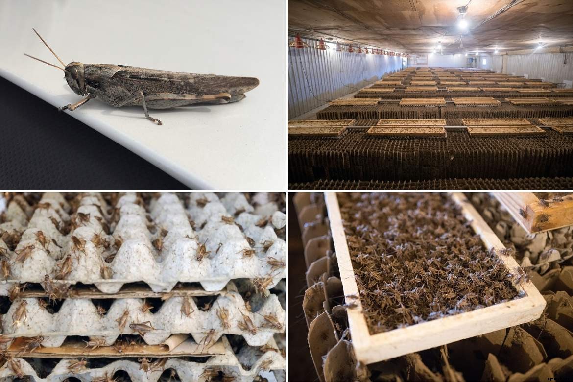 Best Agricultural Business and Agribusiness Ideas (75 ideas)