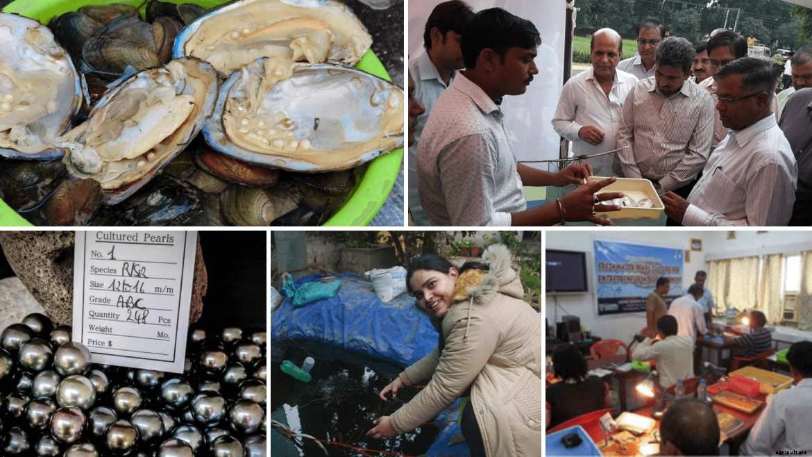 Best Agricultural Business and Agribusiness Ideas (75 ideas)