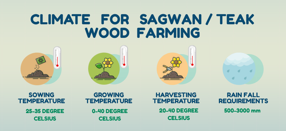 Sagwan /Teak Wood Tree Plantation and cultivation