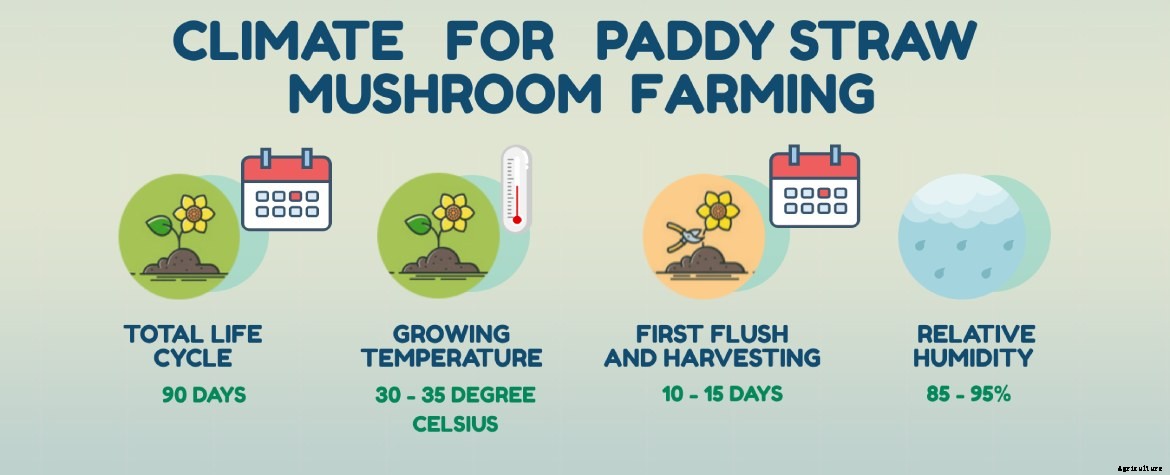 Complete guide to Mushroom farming in India & Market Opportunities