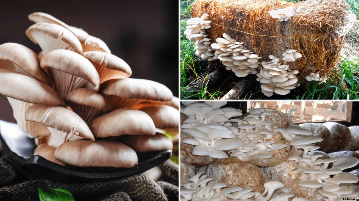 Complete guide to Mushroom farming in India & Market Opportunities