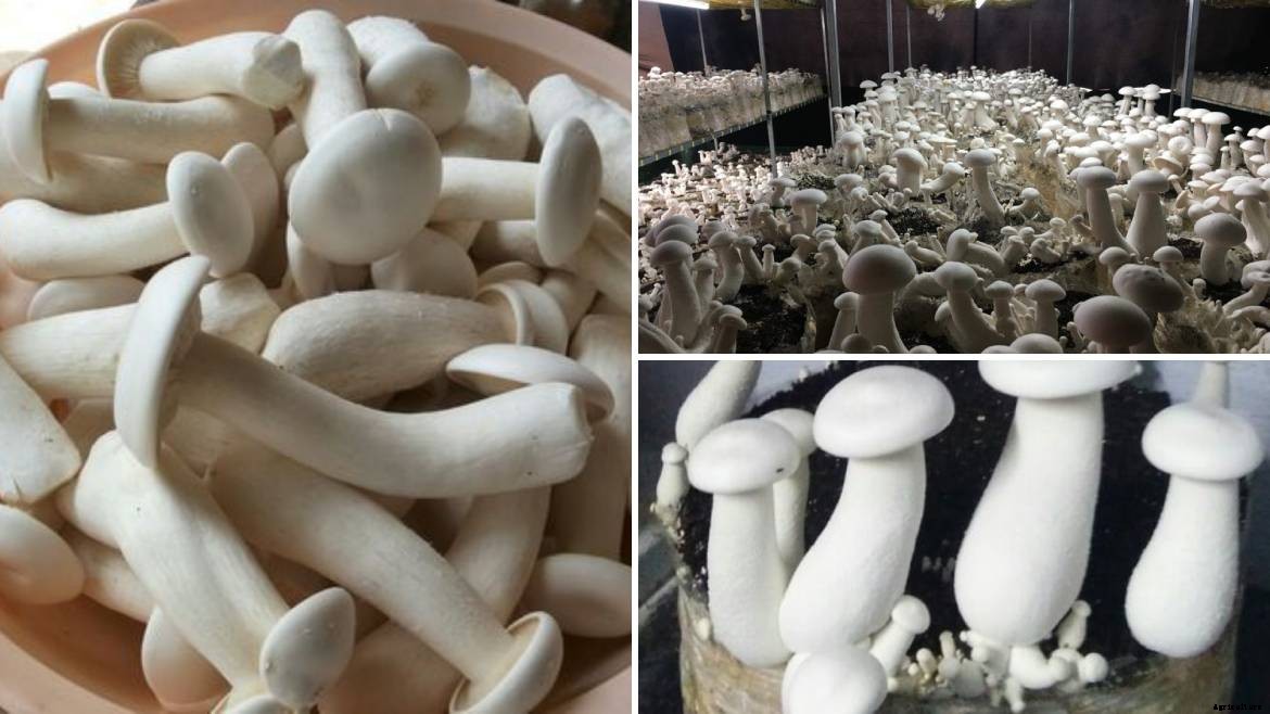Complete guide to Mushroom farming in India & Market Opportunities