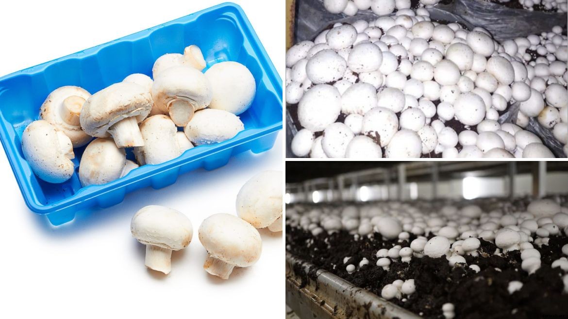 Complete guide to Mushroom farming in India & Market Opportunities