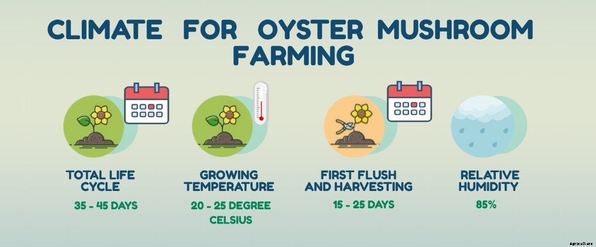 Complete guide to Mushroom farming in India & Market Opportunities