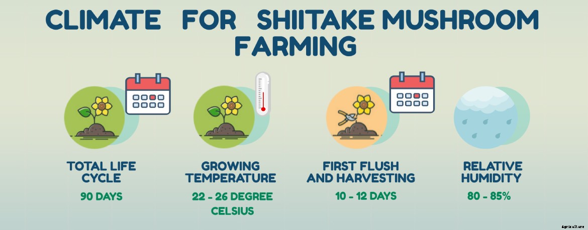 Complete guide to Mushroom farming in India & Market Opportunities