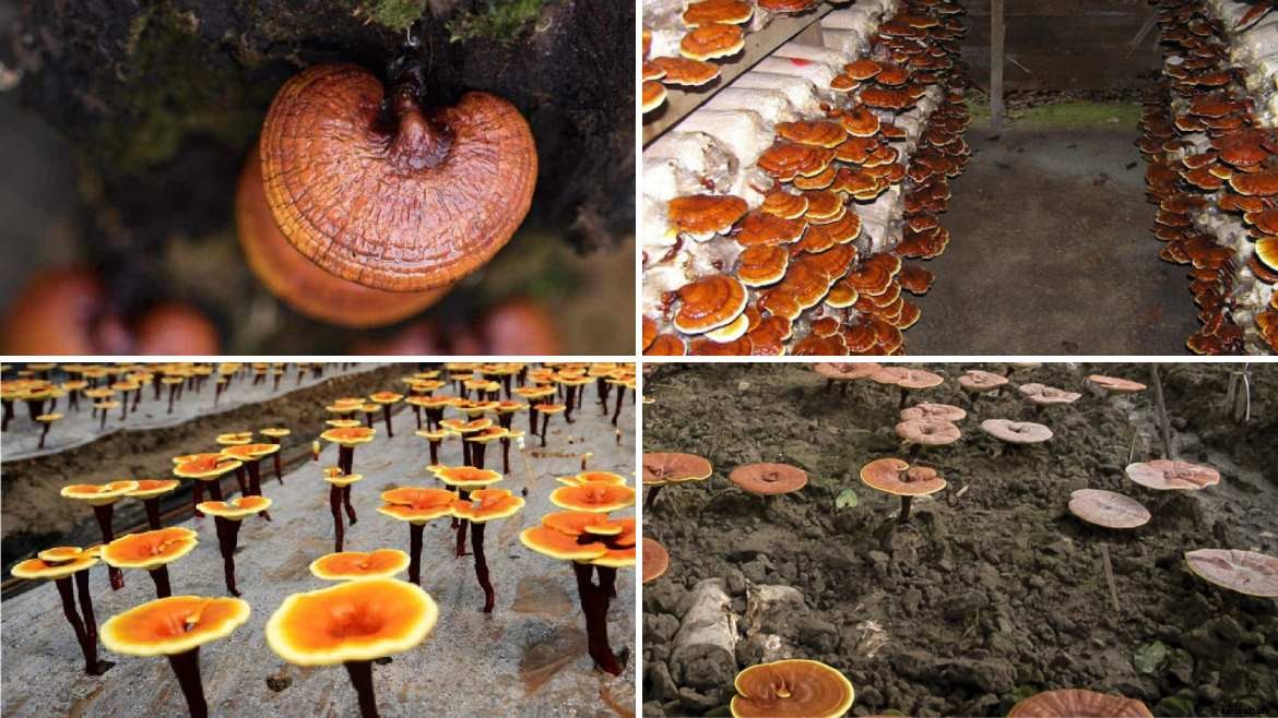 Complete guide to Mushroom farming in India & Market Opportunities