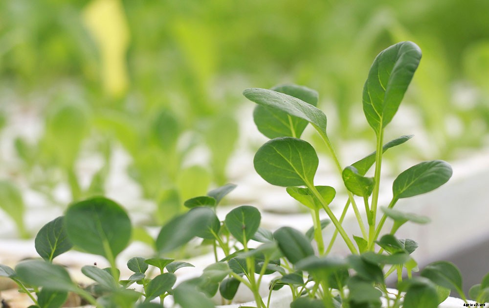 15 Benefits of Aeroponic Growing