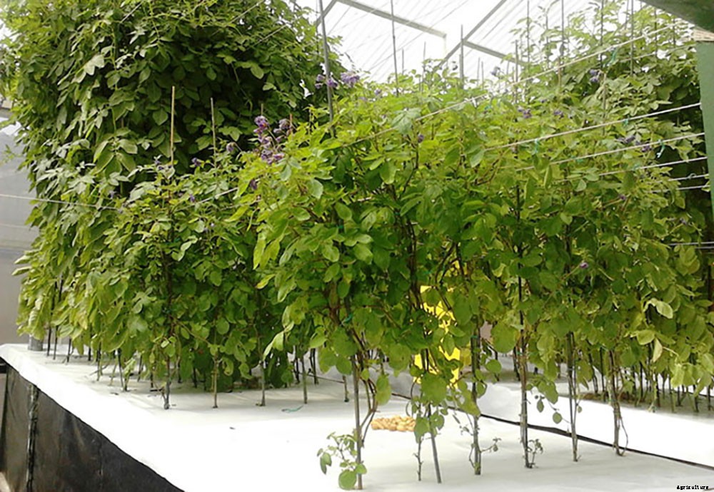 15 Benefits of Aeroponic Growing