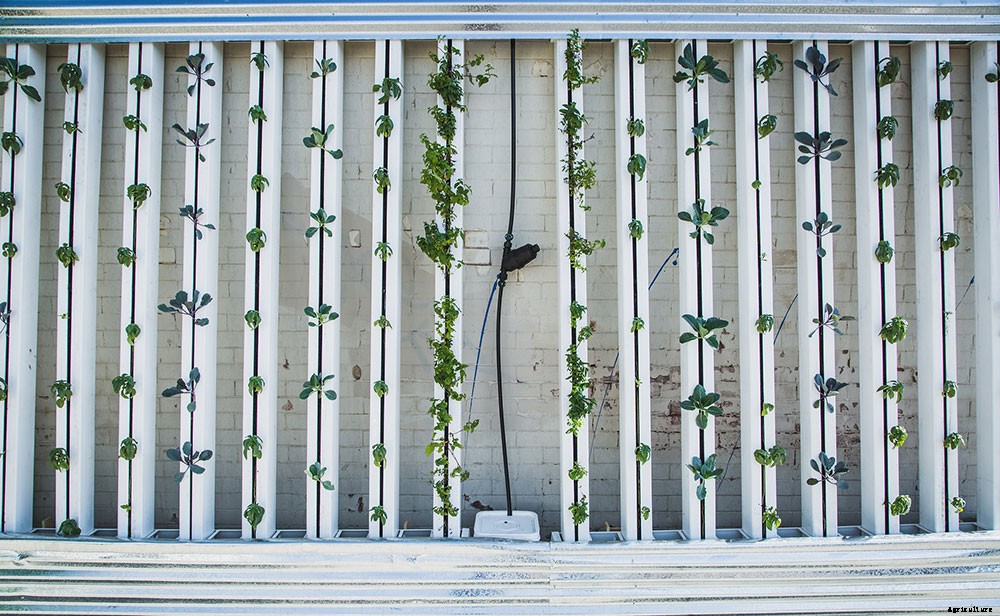 15 Benefits of Aeroponic Growing