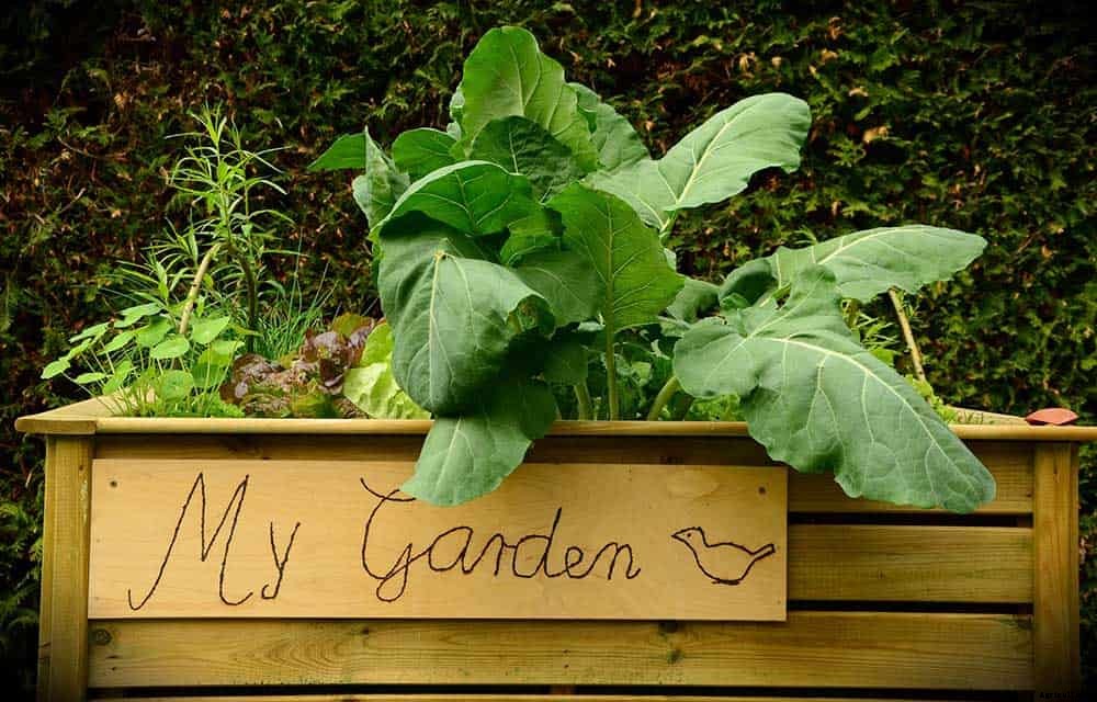 9 Great Reasons To Try Raised Bed Gardening