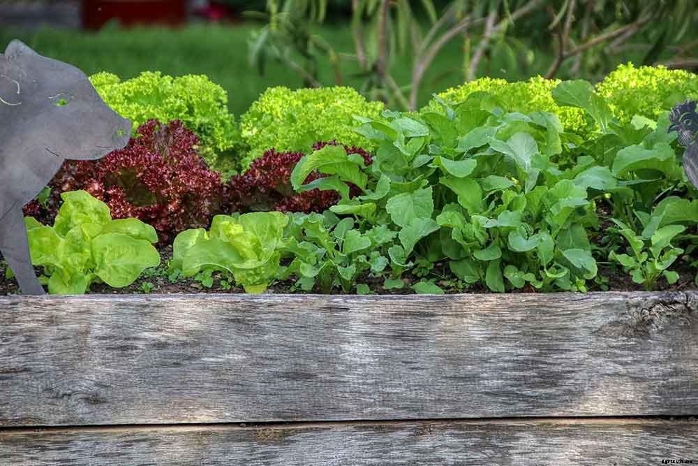 9 Great Reasons To Try Raised Bed Gardening