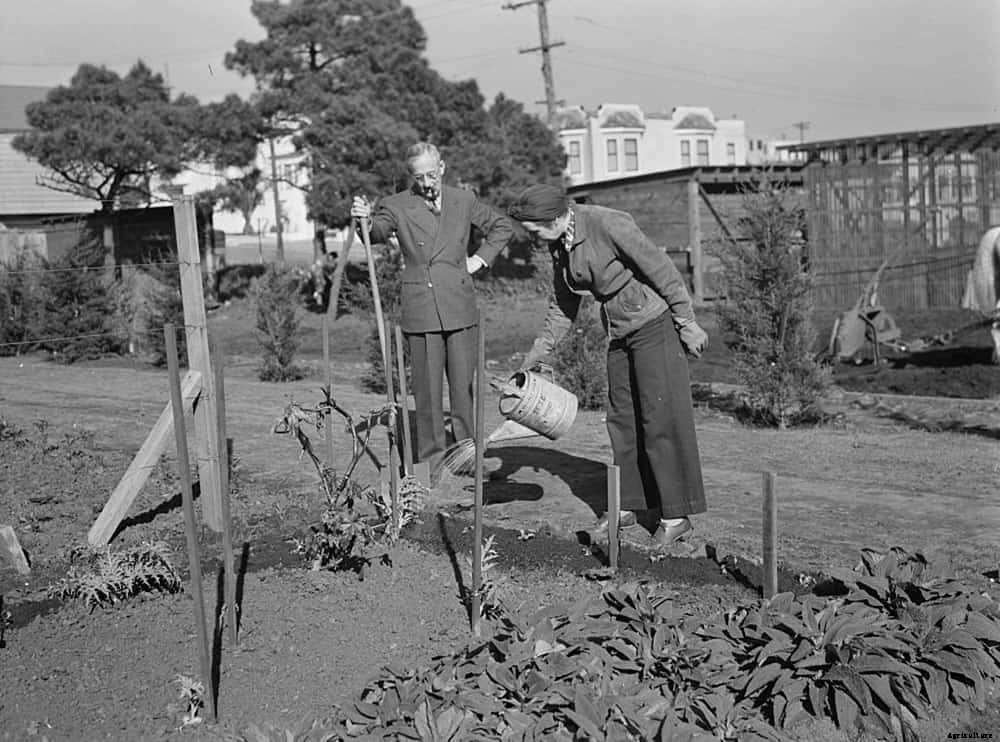 Victory Gardens: the Antidote to Uncertainty