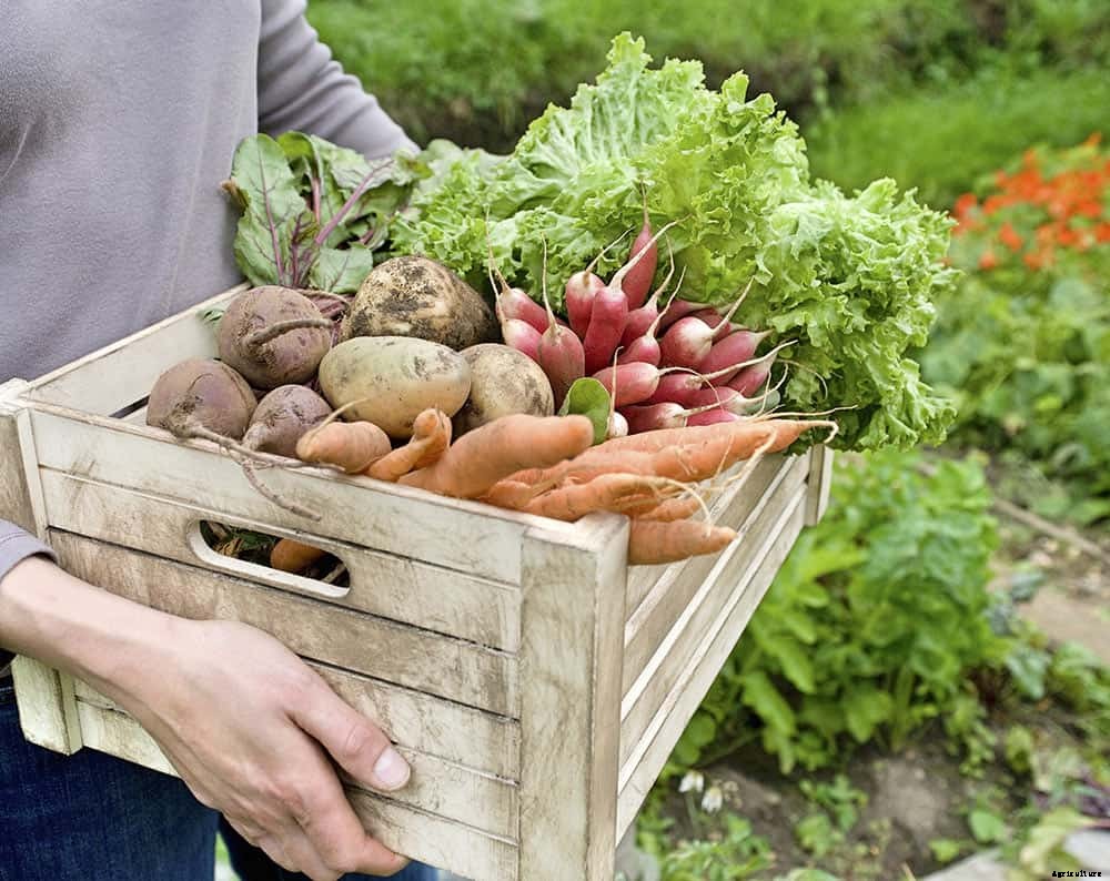 Victory Gardens: the Antidote to Uncertainty