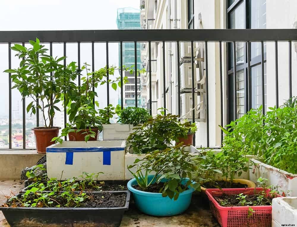 Victory Gardens: the Antidote to Uncertainty