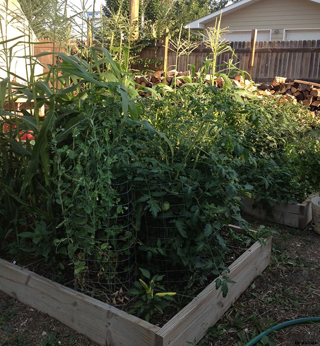 Build Raised Garden Beds Out of Almost Anything