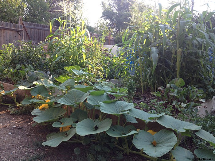 Build Raised Garden Beds Out of Almost Anything