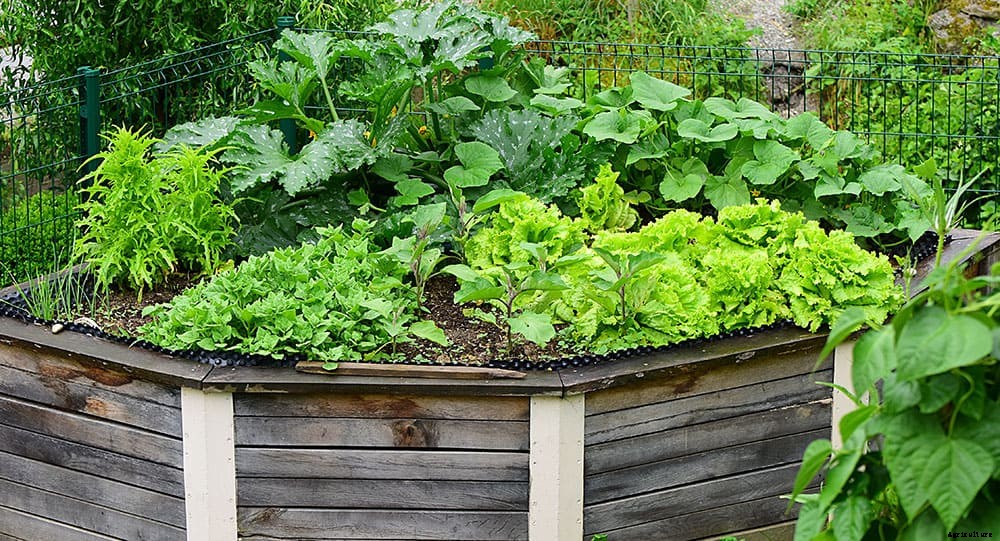 Build Raised Garden Beds Out of Almost Anything