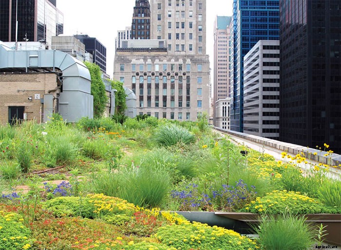 4 Best Reasons To Grow a Living Roof! Beautiful, Beneficial, Efficient, Green Living Rooftops