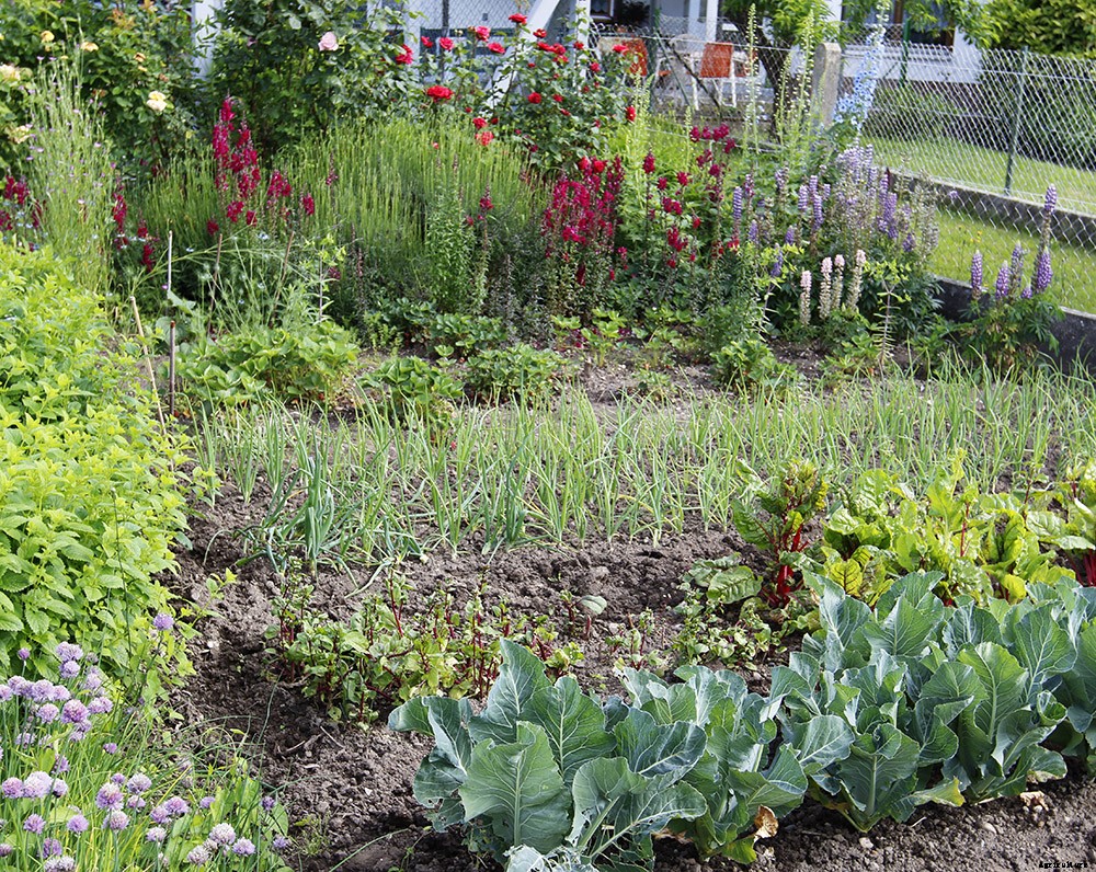 How To Grow A Superfood Garden