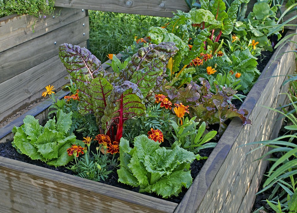 How To Grow A Superfood Garden