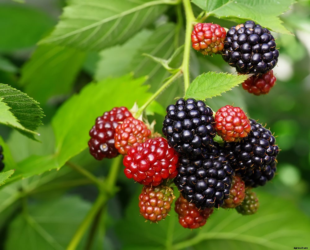 How To Grow A Superfood Garden