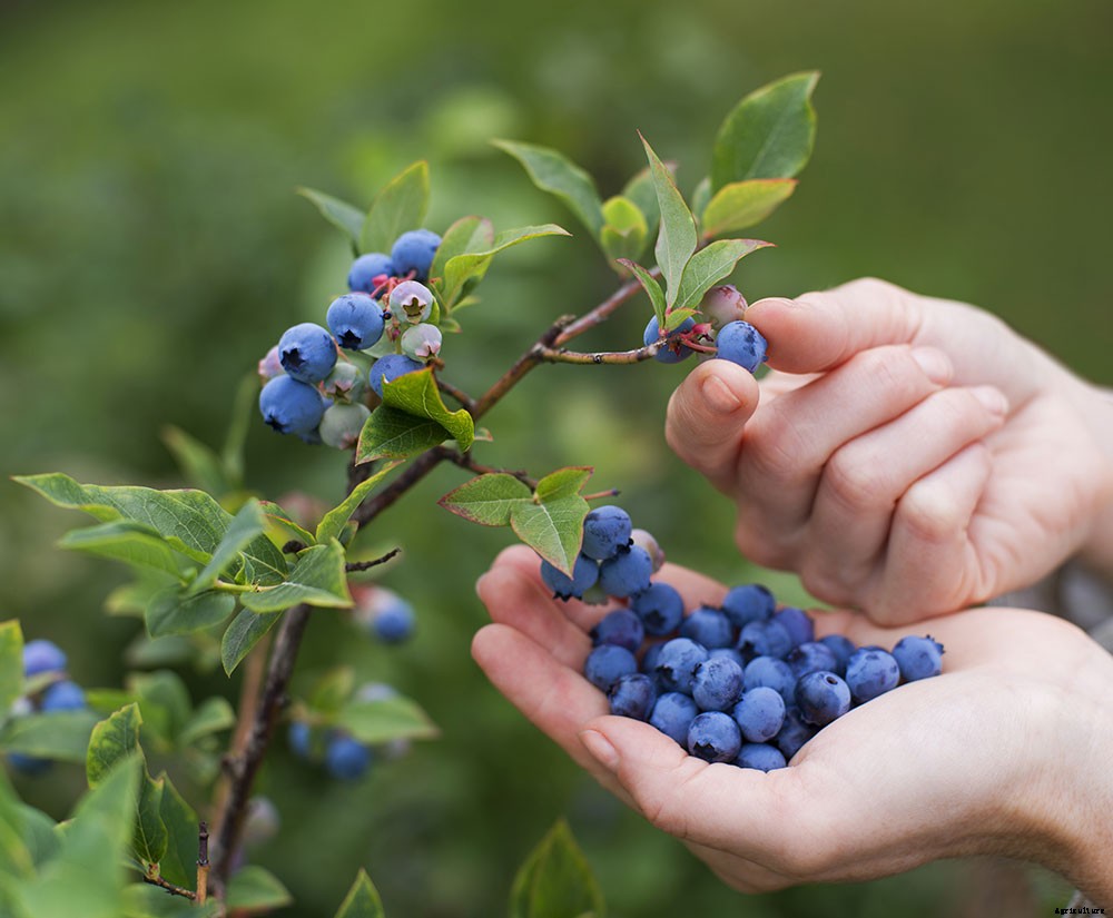 How To Grow A Superfood Garden