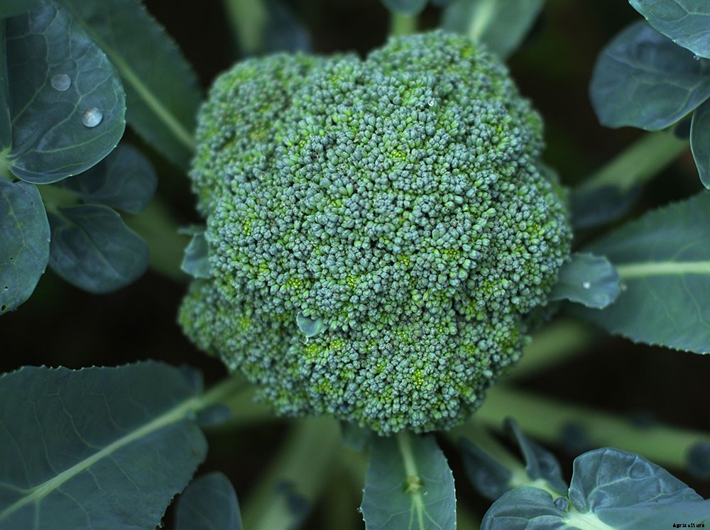 How To Grow A Superfood Garden