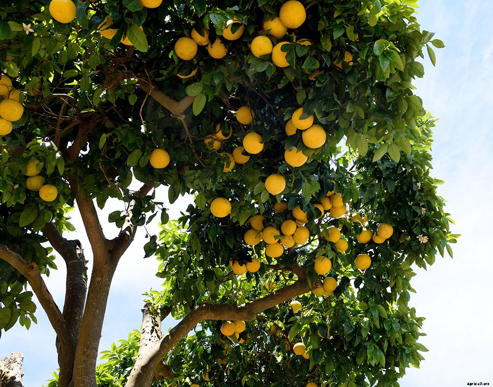 How To Grow A Superfood Garden