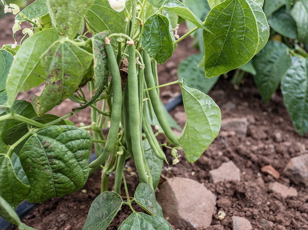 How To Grow A Superfood Garden