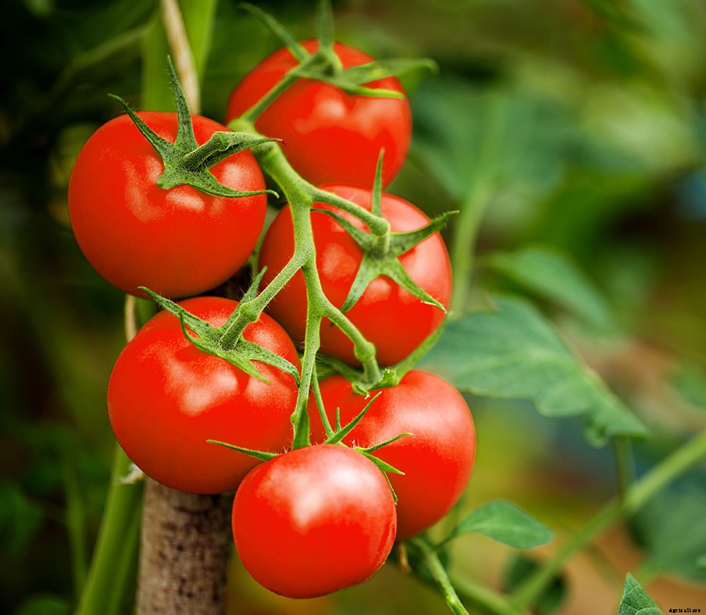 How To Grow A Superfood Garden