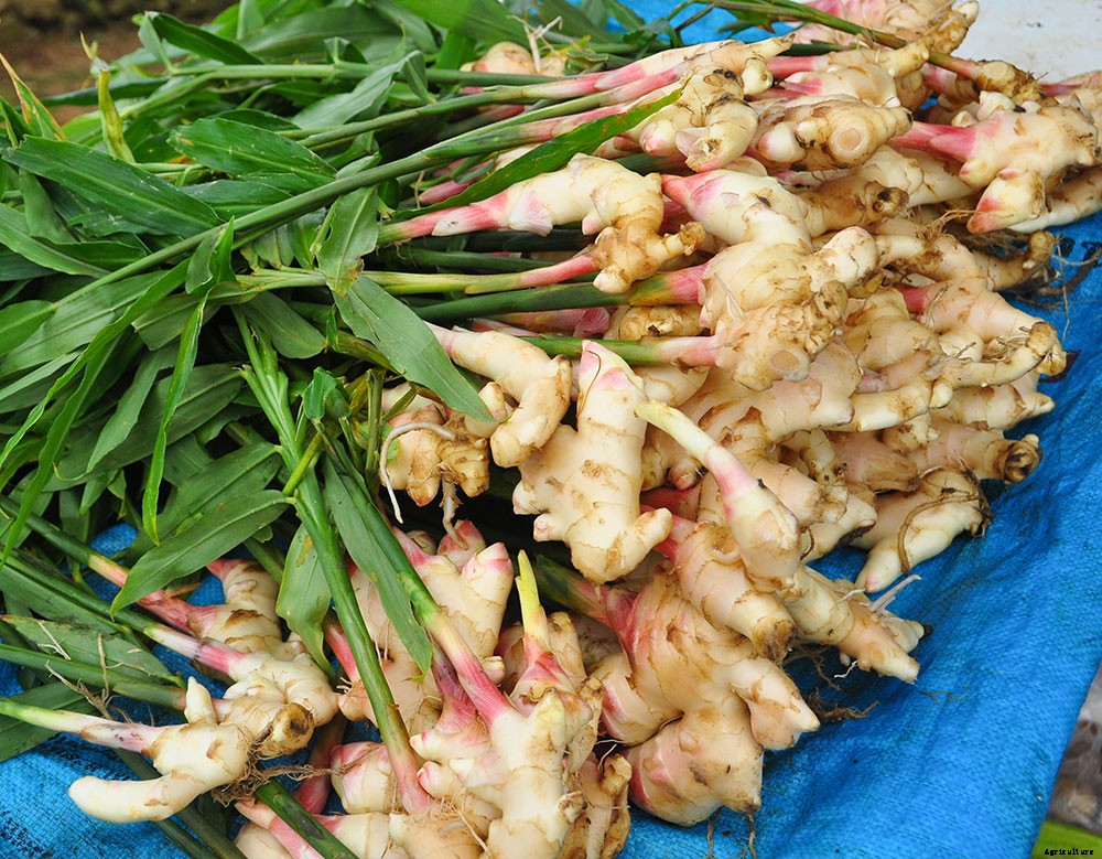 How To Grow A Superfood Garden