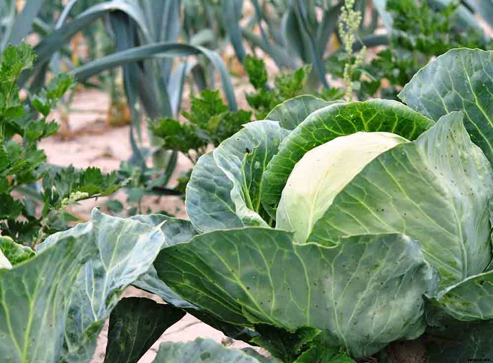 Understanding Your Growing Zone To Prepare For Spring Gardening