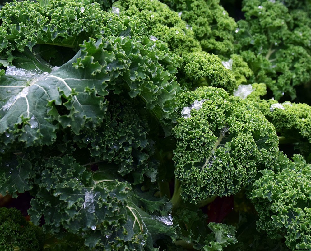 Understanding Your Growing Zone To Prepare For Spring Gardening