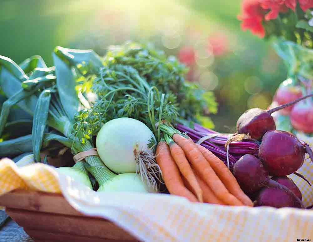 Understanding Your Growing Zone To Prepare For Spring Gardening