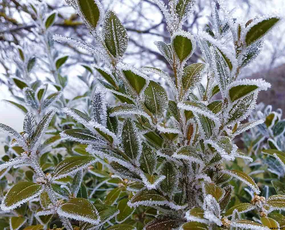 5 Ways Weather Stations Can Benefit Your Garden