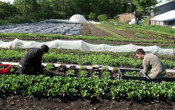 How To Earn $140k Farming 1.5 Acres