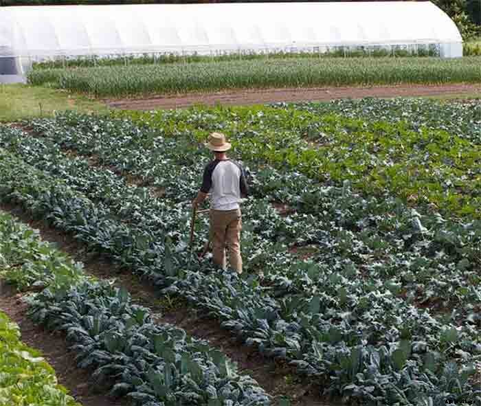 How To Earn $140k Farming 1.5 Acres