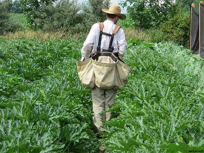 How To Earn $140k Farming 1.5 Acres