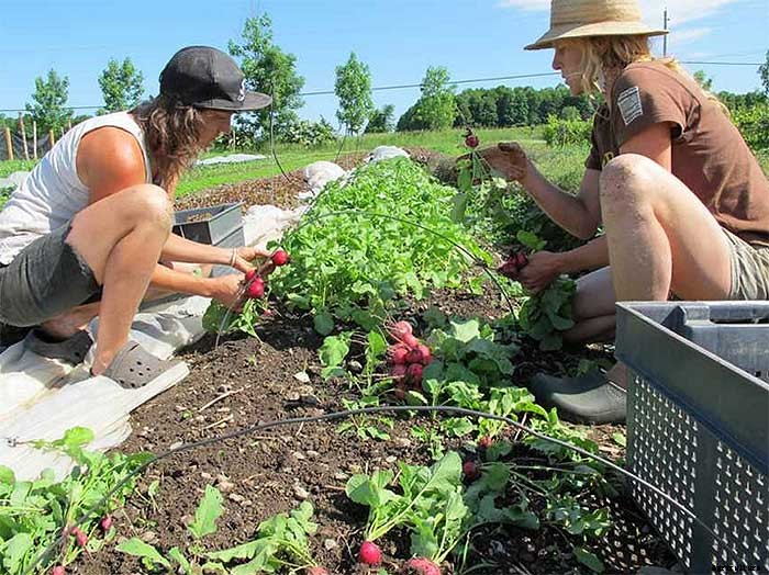 How To Earn $140k Farming 1.5 Acres