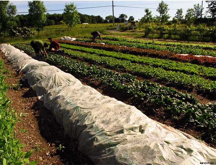 How To Earn $140k Farming 1.5 Acres