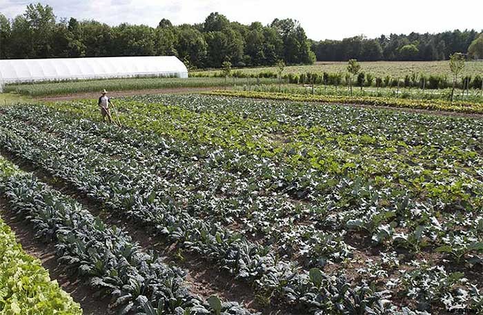 How To Earn $140k Farming 1.5 Acres